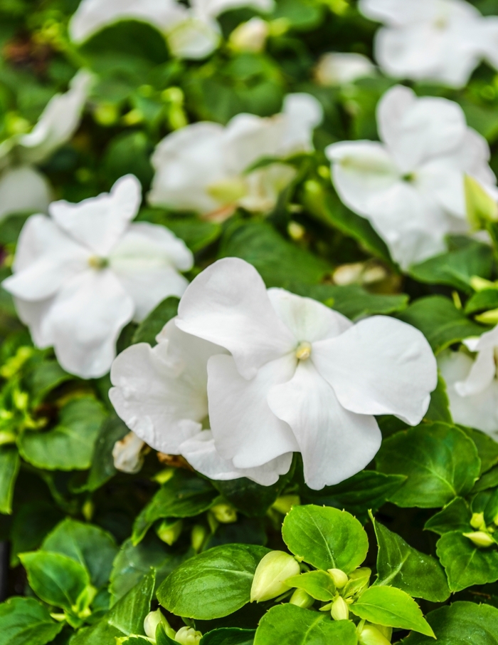 Impatiens - Impatiens walleriana 'Super Elfin® XP White' from Scotts Garden Centre Impatiens - Impatiens walleriana 'Super Elfin® XP White' from Scotts Garden Centre
