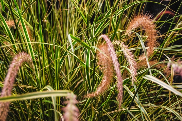 Fountain Grass - Pennisetum setaceum 'Graceful Grasses ® Sky Rocket' from Scotts Garden Centre Fountain Grass - Pennisetum setaceum 'Graceful Grasses ® Sky Rocket' from Scotts Garden Centre