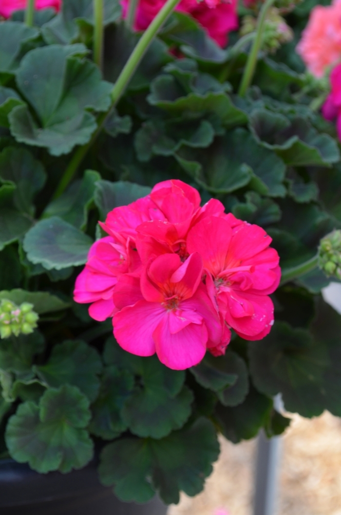 Geranium - Pelargonium 'Red Fox Pinnacle Neon' from Scotts Garden Centre Geranium - Pelargonium 'Red Fox Pinnacle Neon' from Scotts Garden Centre