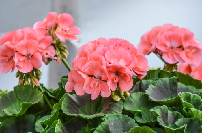 Geranium - Pelargonium 'Red Fox Pinnacle Salmon' from Scotts Garden Centre Geranium - Pelargonium 'Red Fox Pinnacle Salmon' from Scotts Garden Centre