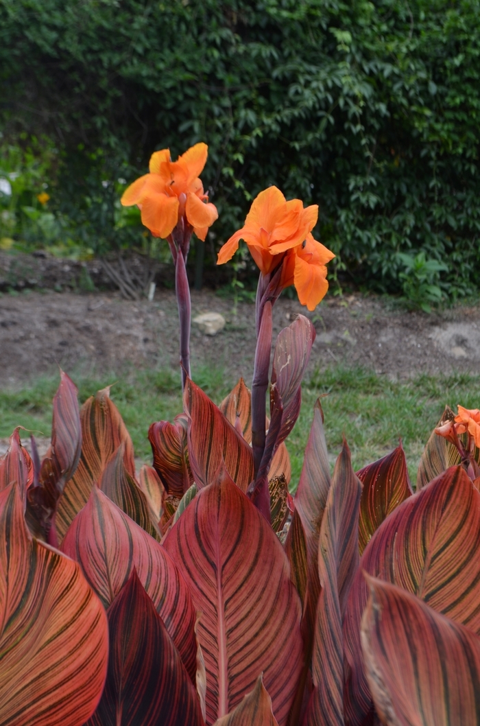 Canna Lily - Canna x generalis 'Phaison' from Scotts Garden Centre Canna Lily - Canna x generalis 'Phaison' from Scotts Garden Centre