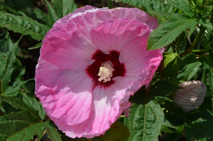 Hibiscus - Hibiscus 'Tie Dye' from Scotts Garden Centre Hibiscus - Hibiscus 'Tie Dye' from Scotts Garden Centre