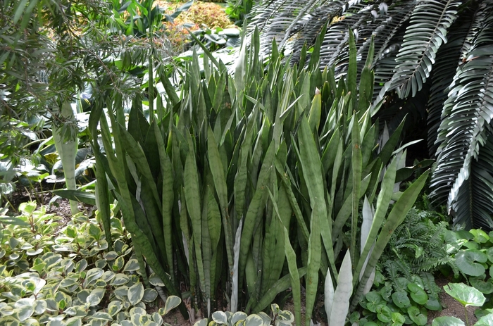 Snake Plant Silver Queen - Sansevieria trifasciata from Scotts Garden Centre Snake Plant Silver Queen - Sansevieria trifasciata from Scotts Garden Centre