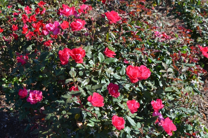 The Knock Out® Rose - Rosa 'Radrazz' The Knock Out® Rose - Rosa 'Radrazz'