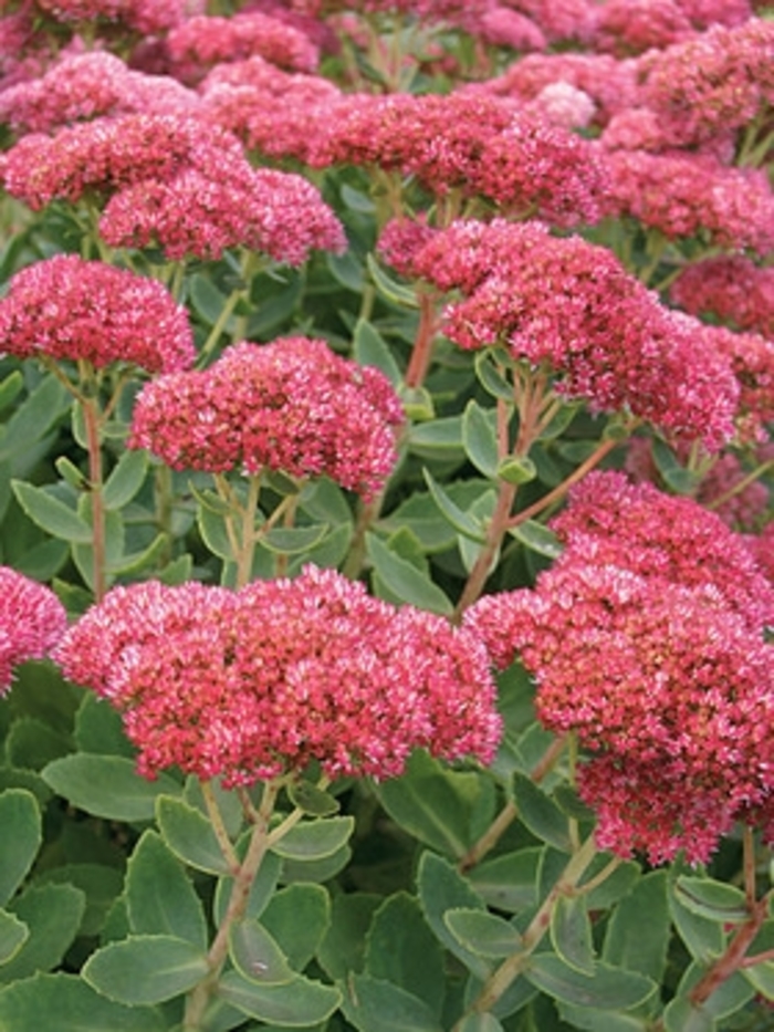 Stonecrop - Sedum 'Autumn Fire' from Scotts Garden Centre Stonecrop - Sedum 'Autumn Fire' from Scotts Garden Centre