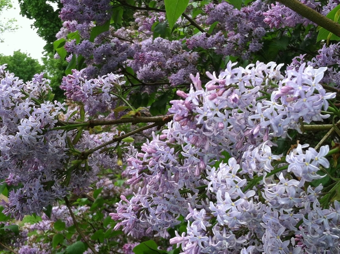 Common Lilac - Syringa vulgaris from Scotts Garden Centre Common Lilac - Syringa vulgaris from Scotts Garden Centre