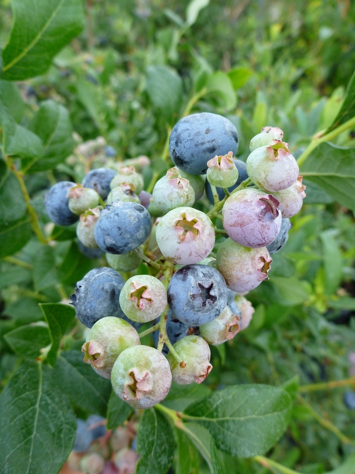 Blueberry - Blueberry from Scotts Garden Centre Blueberry - Blueberry from Scotts Garden Centre