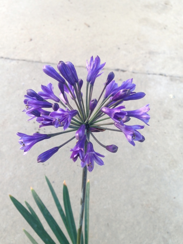 Lily of the Nile - Agapanthus 'Back in Black' from Scotts Garden Centre Lily of the Nile - Agapanthus 'Back in Black' from Scotts Garden Centre