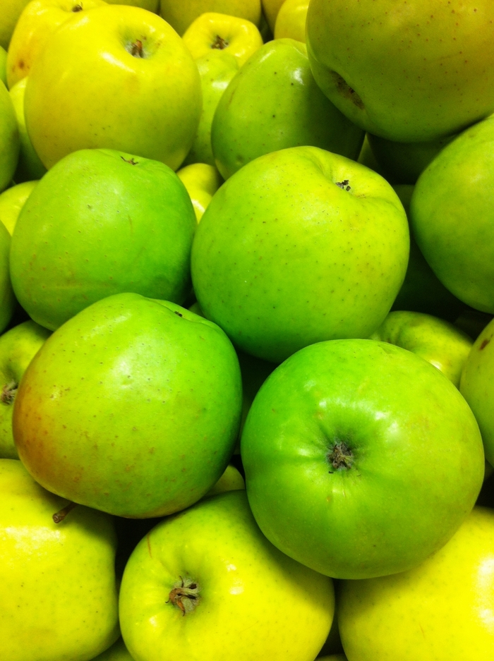 Mutsu Apple - Apple 'Mutsu' from Scotts Garden Centre Mutsu Apple - Apple 'Mutsu' from Scotts Garden Centre