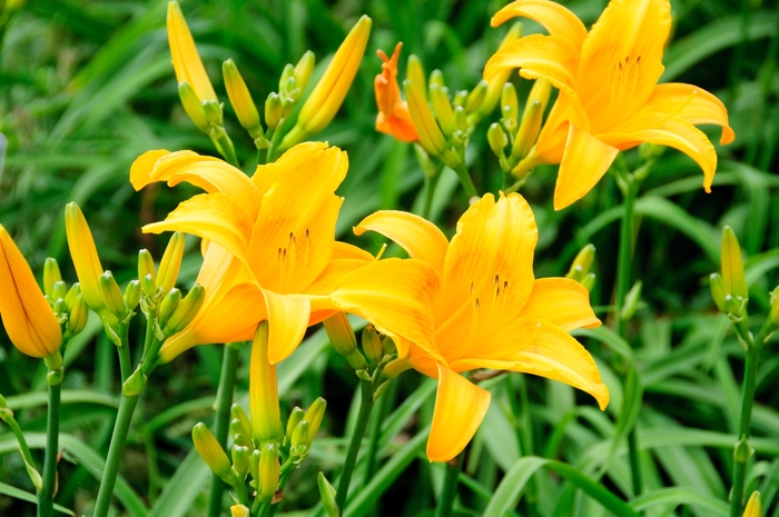 Daylily - Hemerocallis fulva from Scotts Garden Centre Daylily - Hemerocallis fulva from Scotts Garden Centre