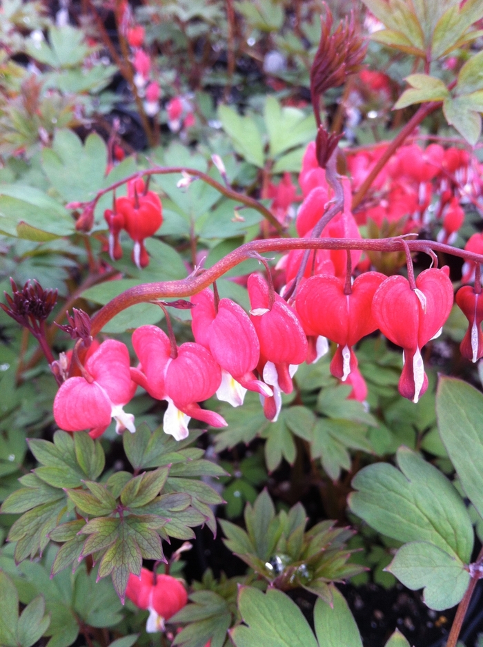 Bleeding Heart - Dicentra spectabilis 'Valentine' from Scotts Garden Centre Bleeding Heart - Dicentra spectabilis 'Valentine' from Scotts Garden Centre