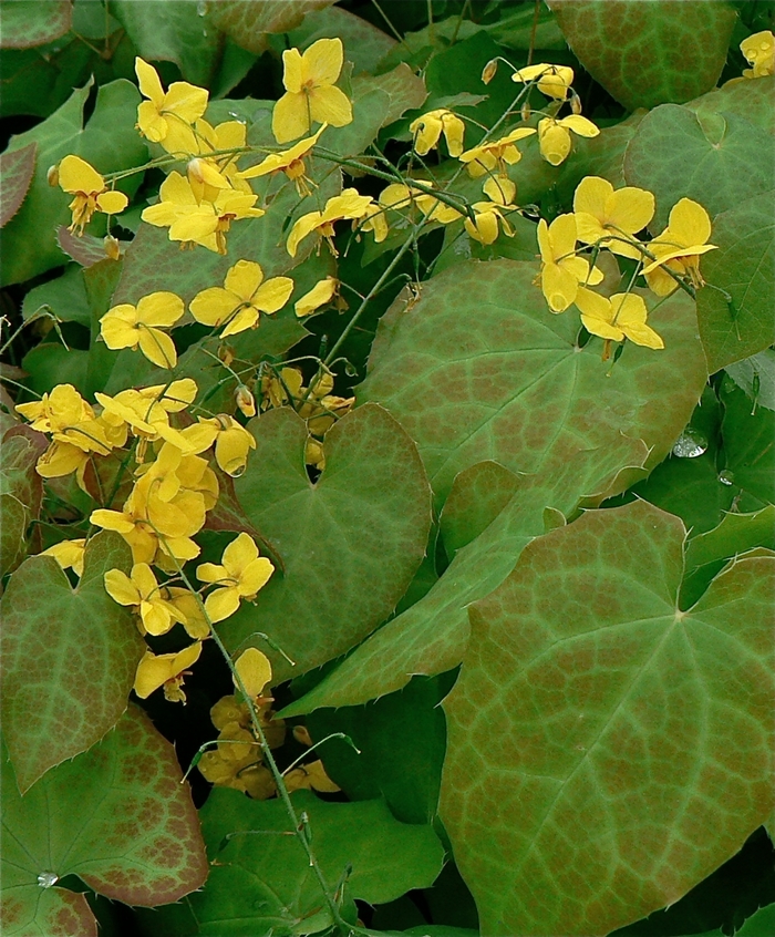 Barrenwort - Epimedium perralchicum 'Frohnleiten' from Scotts Garden Centre Barrenwort - Epimedium perralchicum 'Frohnleiten' from Scotts Garden Centre