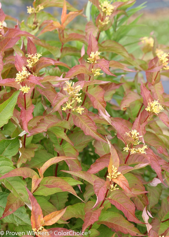 Kodiak® Orange - Diervilla x from Scotts Garden Centre Kodiak® Orange - Diervilla x from Scotts Garden Centre