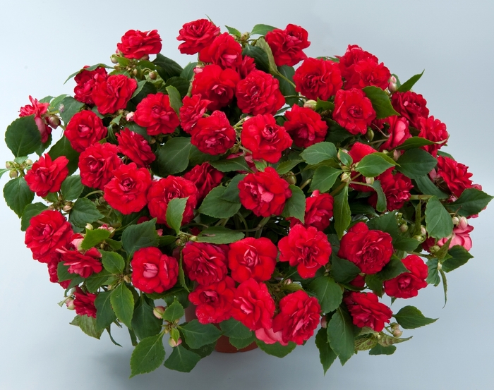 Musica™ Double Impatiens - Impatiens walleriana 'Musica™ Elegant Red' from Scotts Garden Centre Musica™ Double Impatiens - Impatiens walleriana 'Musica™ Elegant Red' from Scotts Garden Centre