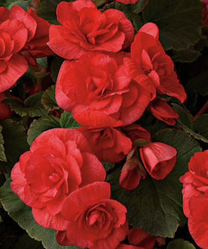 Solenia® Red - Begonia x hiemalis from Scotts Garden Centre Solenia® Red - Begonia x hiemalis from Scotts Garden Centre