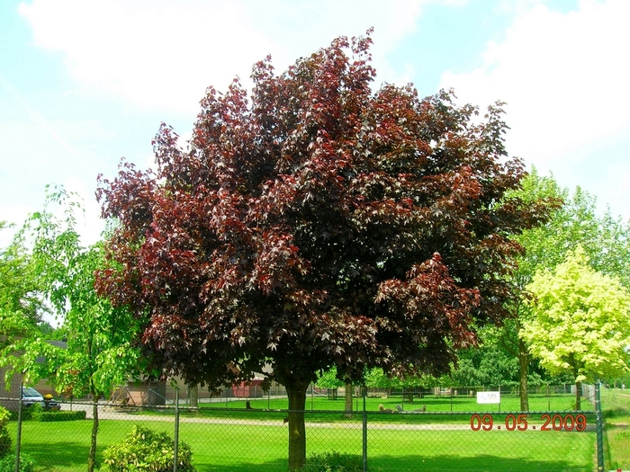 Royal Red Maple - Acer platanoides 'Royal Red' from Scotts Garden Centre Royal Red Maple - Acer platanoides 'Royal Red' from Scotts Garden Centre