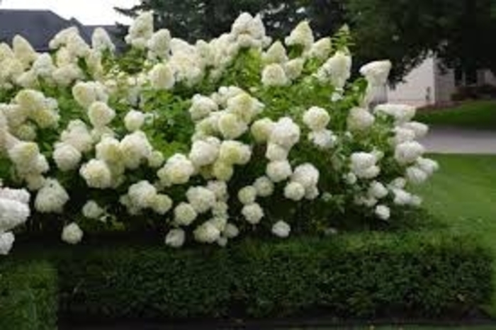 Limelight Hydrangea - Hydrangea paniculata 'Limelight' from Scotts Garden Centre Limelight Hydrangea - Hydrangea paniculata 'Limelight' from Scotts Garden Centre