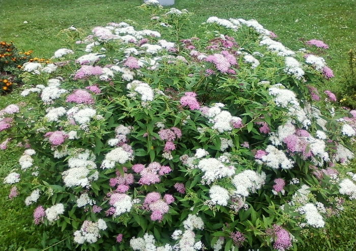 Spirea 'Shirobana' - Spiraea japonica 'Shirobana' from Scotts Garden Centre Spirea 'Shirobana' - Spiraea japonica 'Shirobana' from Scotts Garden Centre