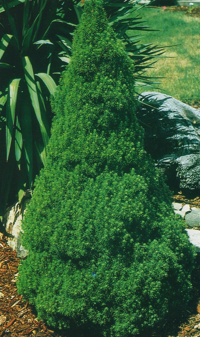 Dwarf Alberta Spruce - Picea glauca 'var. conica' from Scotts Garden Centre Dwarf Alberta Spruce - Picea glauca 'var. conica' from Scotts Garden Centre
