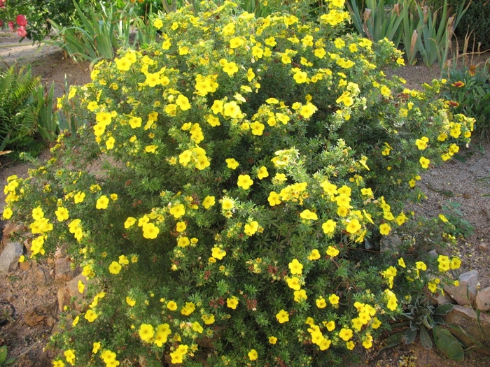 Potentilla - Potentilla fruticosa 'Yellow Gem' from Scotts Garden Centre Potentilla - Potentilla fruticosa 'Yellow Gem' from Scotts Garden Centre