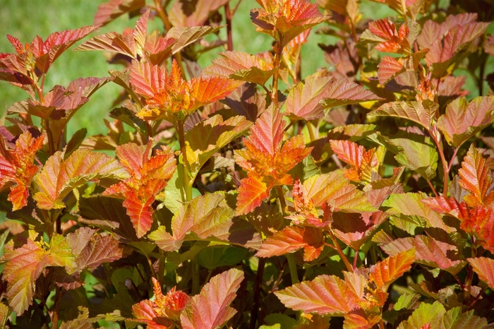 Ninebark 'Amber Jubilee' - Physocarpus opulifolius 'Amber Jubilee' from Scotts Garden Centre Ninebark 'Amber Jubilee' - Physocarpus opulifolius 'Amber Jubilee' from Scotts Garden Centre