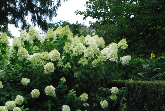 'Little Lime' Panicle Hydrangea - Hydrangea paniculata 'Jane' from Scotts Garden Centre 'Little Lime' Panicle Hydrangea - Hydrangea paniculata 'Jane' from Scotts Garden Centre