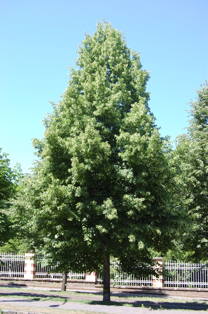 Linden - Tilia cordata 'Greenspire' from Scotts Garden Centre Linden - Tilia cordata 'Greenspire' from Scotts Garden Centre
