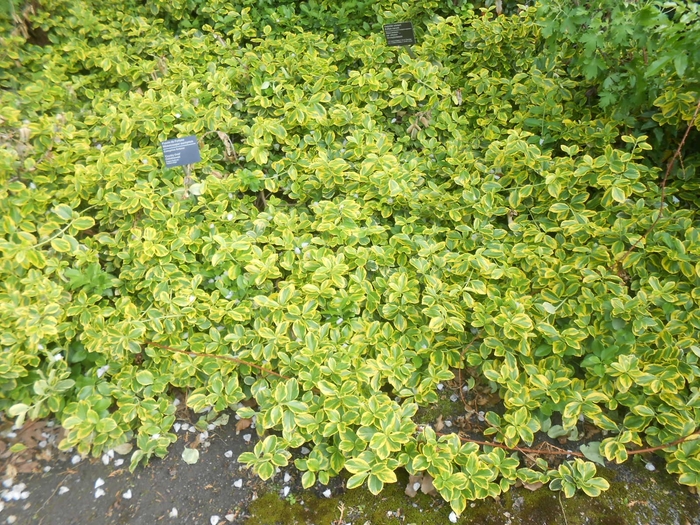 Country Gold Euonymus - Euonymus fortunei 'Country Gold' from Scotts Garden Centre Country Gold Euonymus - Euonymus fortunei 'Country Gold' from Scotts Garden Centre