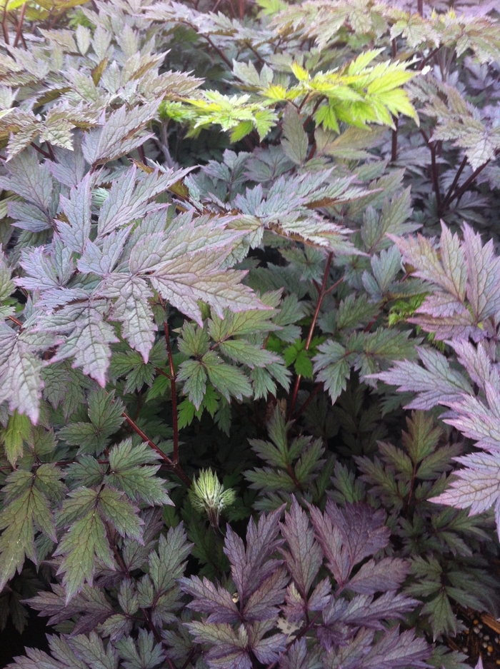 Black Snakeroot - Actaea simplex 'Pink Spike' from Scotts Garden Centre Black Snakeroot - Actaea simplex 'Pink Spike' from Scotts Garden Centre