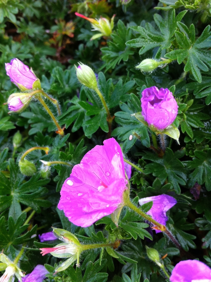 Geranium - Perennial (Cranesbill) - Geranium sanguineum 'Max Frei' from Scotts Garden Centre Geranium - Perennial (Cranesbill) - Geranium sanguineum 'Max Frei' from Scotts Garden Centre