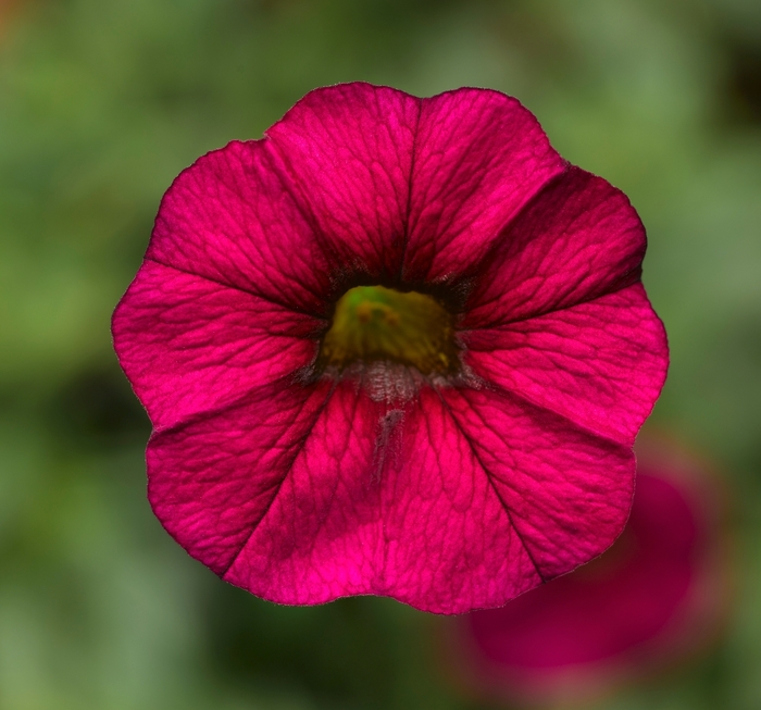Million Bells - Calibrachoa x 'Callie® Burgundy' from Scotts Garden Centre Million Bells - Calibrachoa x 'Callie® Burgundy' from Scotts Garden Centre