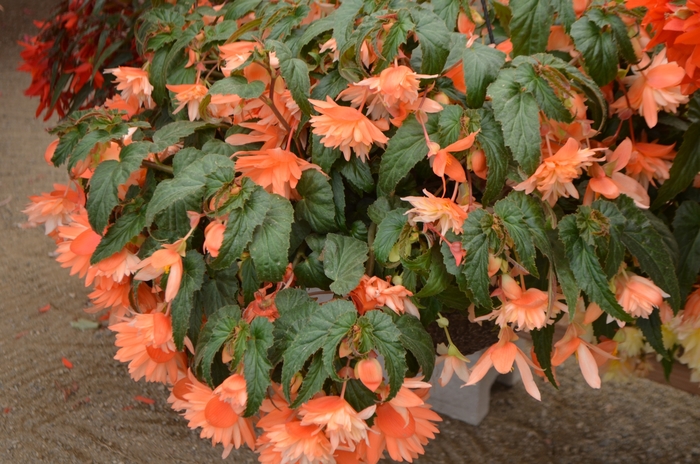 Belleconia™ Soft Orange - Begonia hybrid from Scotts Garden Centre Belleconia™ Soft Orange - Begonia hybrid from Scotts Garden Centre