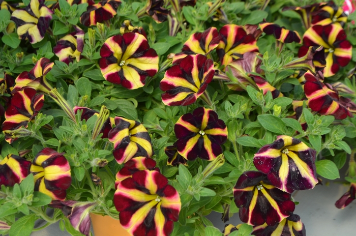 Amore™ Petunia - Petunia 'Fiesta' from Scotts Garden Centre Amore™ Petunia - Petunia 'Fiesta' from Scotts Garden Centre