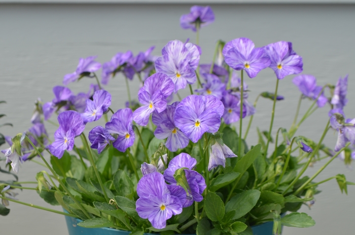Violet - Viola 'Columbine' from Scotts Garden Centre Violet - Viola 'Columbine' from Scotts Garden Centre