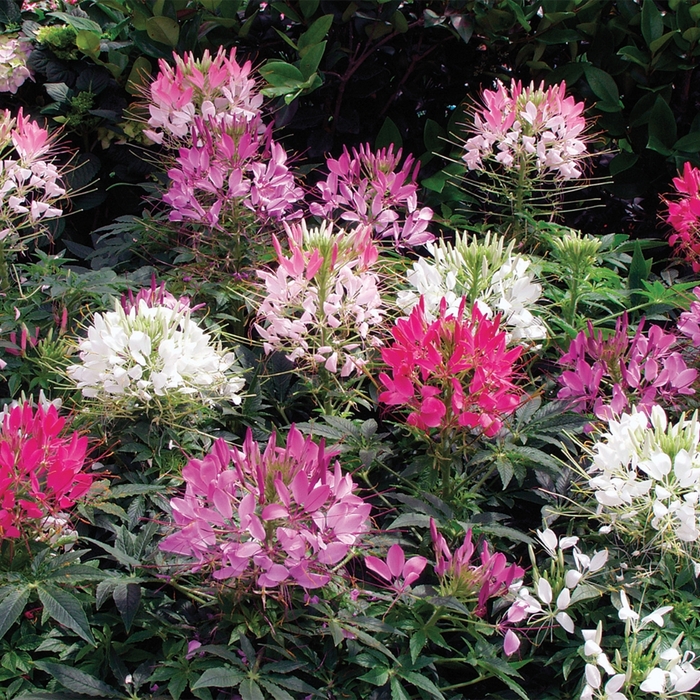 Spider Flower - Cleome hassleriana 'Sparkler Mix' from Scotts Garden Centre Spider Flower - Cleome hassleriana 'Sparkler Mix' from Scotts Garden Centre
