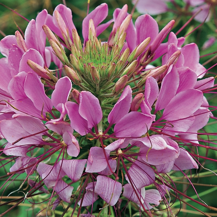 Spider Flower - Cleome hassleriana 'Sparkler Lavender' from Scotts Garden Centre Spider Flower - Cleome hassleriana 'Sparkler Lavender' from Scotts Garden Centre