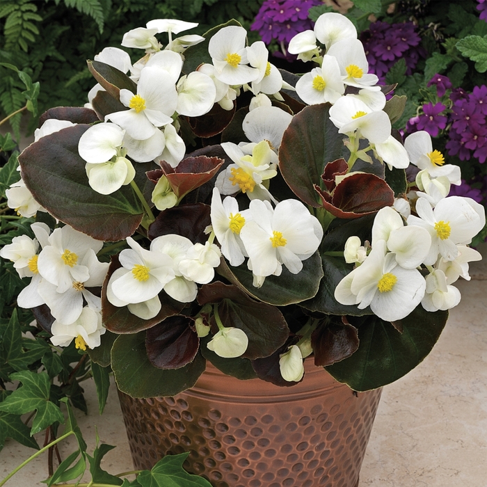 Begonia - Begonia semperflorens ' Bada Boom White' from Scotts Garden Centre Begonia - Begonia semperflorens ' Bada Boom White' from Scotts Garden Centre