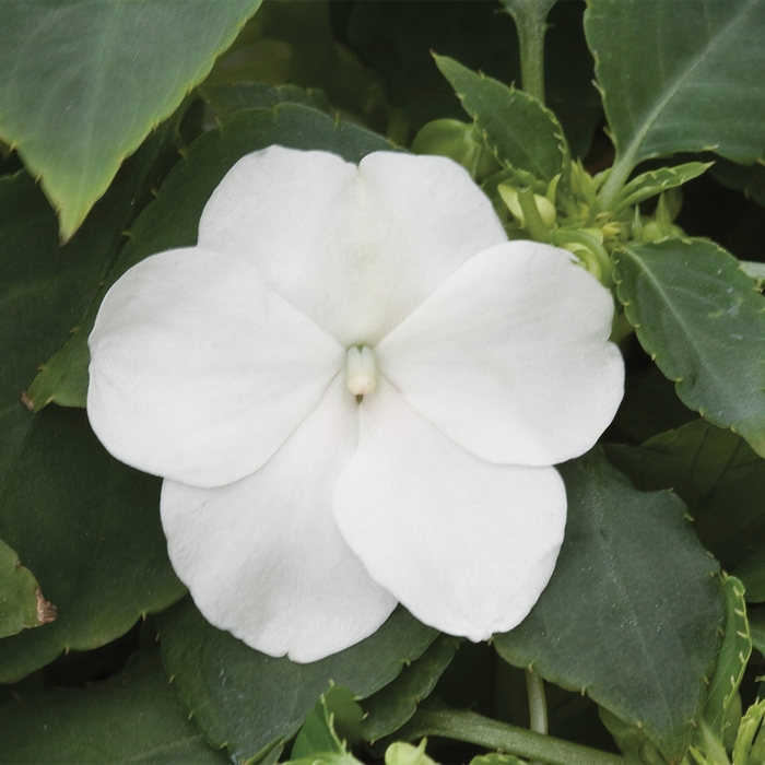 Impatiens - Impatiens walleriana 'Tumbler White' from Scotts Garden Centre Impatiens - Impatiens walleriana 'Tumbler White' from Scotts Garden Centre