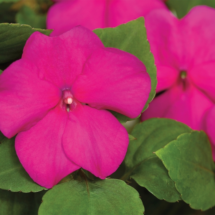 Impatiens - Impatiens walleriana 'Tumbler Violet' from Scotts Garden Centre Impatiens - Impatiens walleriana 'Tumbler Violet' from Scotts Garden Centre