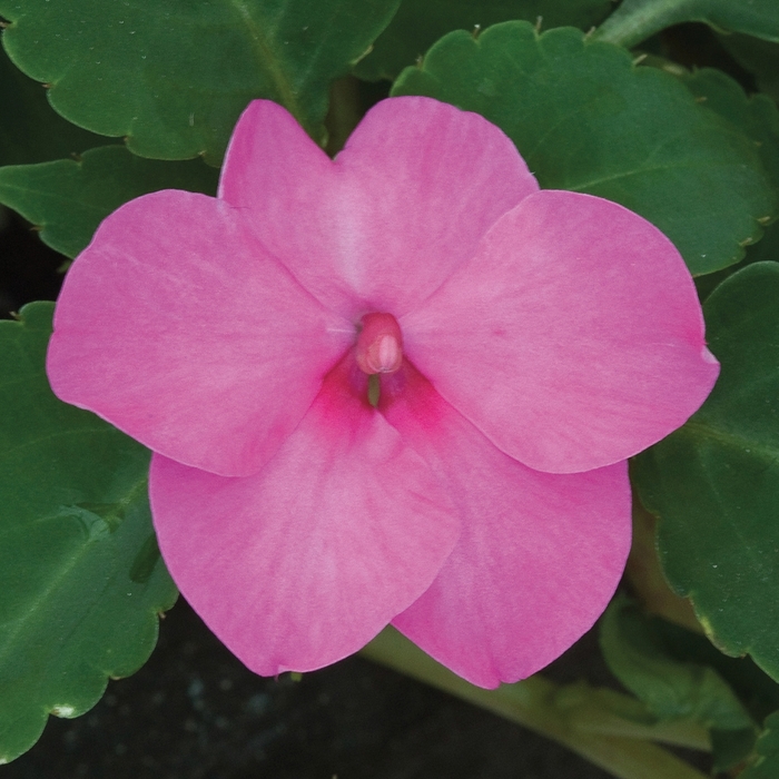 Impatiens - Impatiens walleriana 'Tumbler Rose' from Scotts Garden Centre Impatiens - Impatiens walleriana 'Tumbler Rose' from Scotts Garden Centre