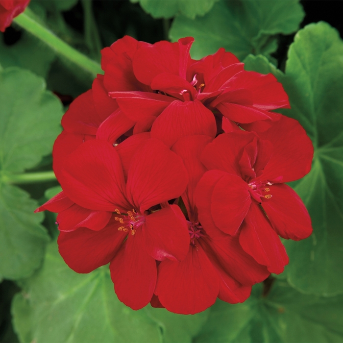 Geranium Intespecific - Calliope Medium Red from Scotts Garden Centre Geranium Intespecific - Calliope Medium Red from Scotts Garden Centre