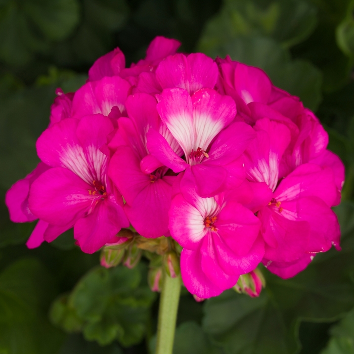 Zonal Geranium - Pelargonium x hortorum 'Tango Hot Pink' from Scotts Garden Centre Zonal Geranium - Pelargonium x hortorum 'Tango Hot Pink' from Scotts Garden Centre