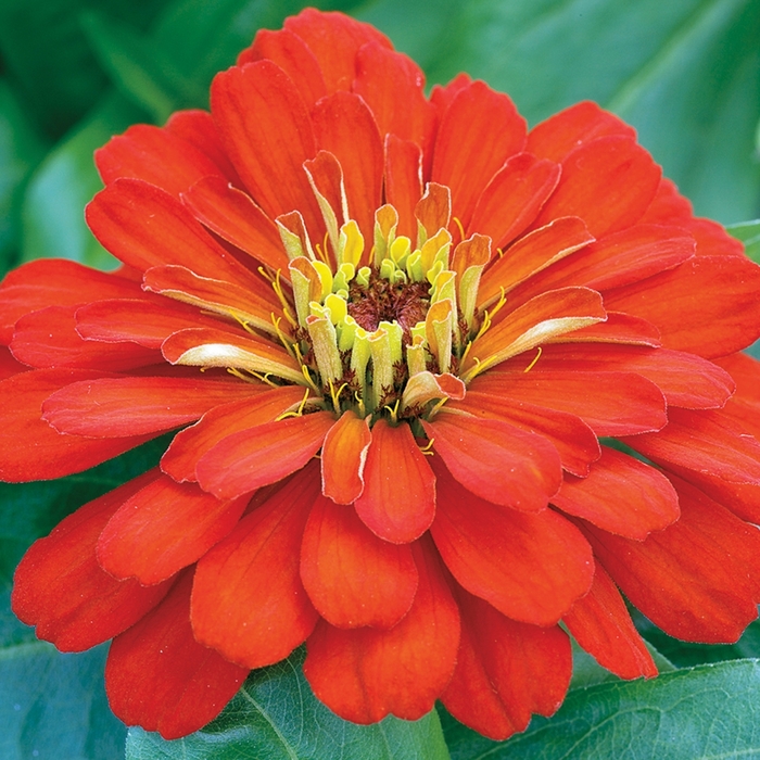 Zinnia - Zinnia elegans 'Short Stuff™ Scarlet' Zinnia - Zinnia elegans 'Short Stuff™ Scarlet'