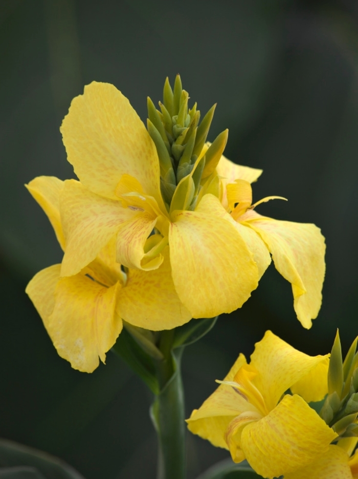Toucan® Yellow - Canna generalis from Scotts Garden Centre Toucan® Yellow - Canna generalis from Scotts Garden Centre