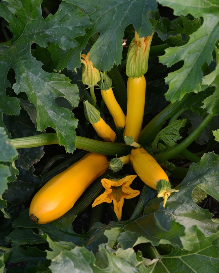 Easy Pick Gold II Zucchini, Summer Squash - Cucurbita pepo from Scotts Garden Centre Easy Pick Gold II Zucchini, Summer Squash - Cucurbita pepo from Scotts Garden Centre