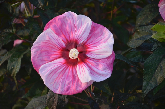 Hibiscus hybrid | Summerific® 'Cherry Choco Latte' | Scotts Garden Centre