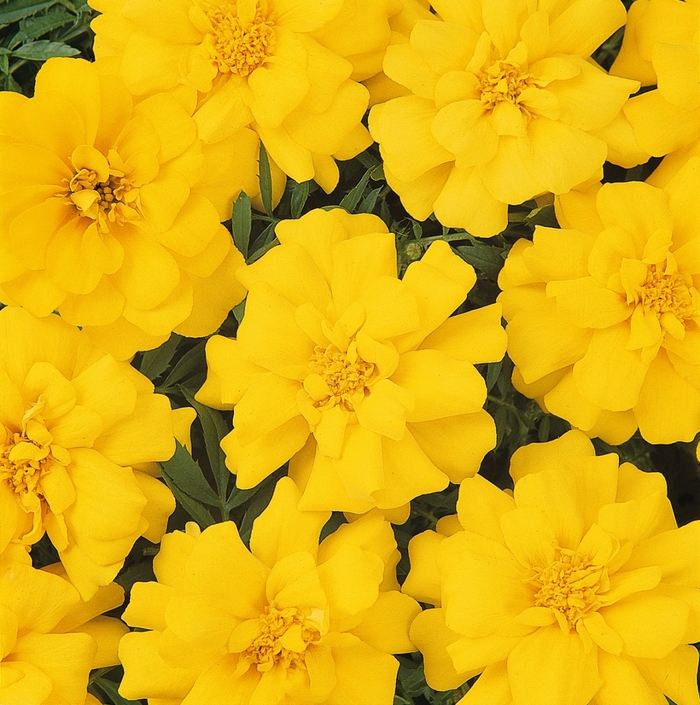 Marigold Durango Yellow - Tagetes patula (French Margold) from Scotts Garden Centre Marigold Durango Yellow - Tagetes patula (French Margold) from Scotts Garden Centre