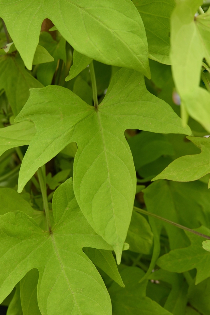 SolarTower™ Lime Sweet Potato Vine - Ipomoea batatas SolarTower™ Lime Sweet Potato Vine - Ipomoea batatas