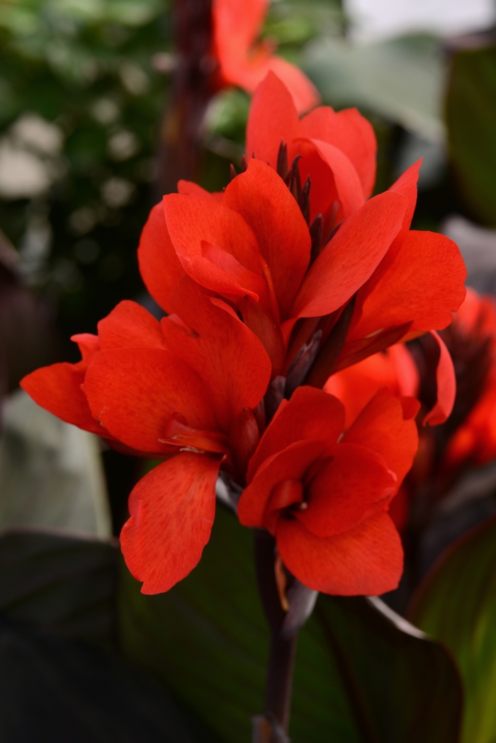 Cannova® Bronze Scarlet - Canna x generalis from Scotts Garden Centre Cannova® Bronze Scarlet - Canna x generalis from Scotts Garden Centre