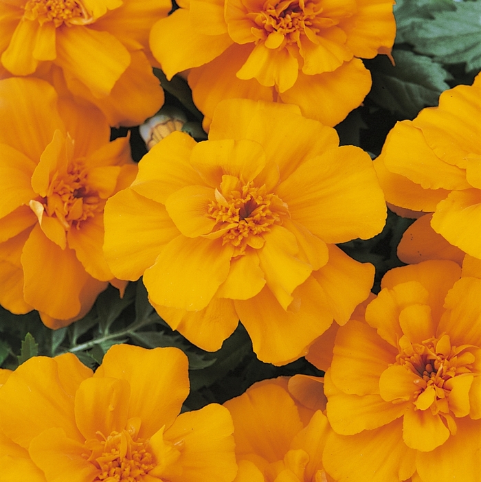 Marigold Durango Orange - Tagetes patula (French Marigold) from Scotts Garden Centre Marigold Durango Orange - Tagetes patula (French Marigold) from Scotts Garden Centre